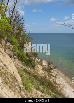 A steep coastal slope, lined with green trees, overlooking a small stretch of beach and the calm blue sea, Green trees on a Baltic Sea beach with Stock Photo