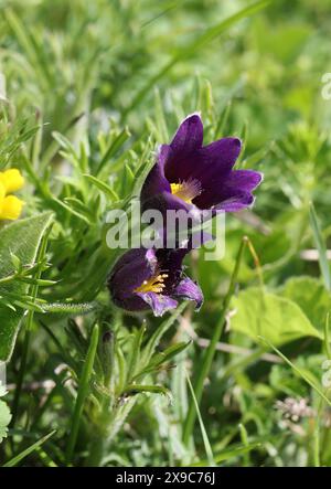 Pasque Flower or Pasqueflower, Pulsatilla vulgaris, Ranunculaceae. Low hairy perennial with feathery leaves covered in long hairs. Stock Photo