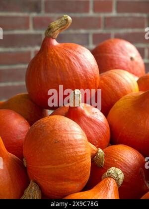 Several orange-red pumpkins are shown stacked close together in front of a brick wall, many colourful pumpkins for decoration in a garden, Borken Stock Photo