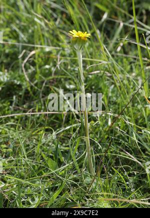 Field Fleawort, Tephroseris integrifolia, Asteraceae. Syn. Senecio ...