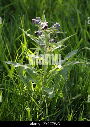 Houndstongue, Cynoglossum officinale, Boraginaceae. Aka houndstooth, dog's tongue, gypsy flower, and rats and mice (due to its smell). Stock Photo