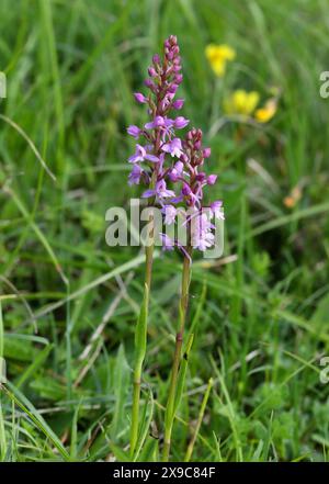 Fragrant Orchid or Chalk Fragrant Orchid, Gymnadenia conopsea, Orchidaceae. Knocking Hoe, Bedfordshire. Stock Photo