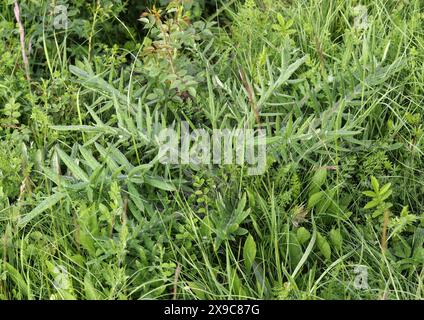 Woolly Thistle, Cirsium eriophorum, Asteraceae. Knocking Hoe, Bedfordshire, UK. Stock Photo