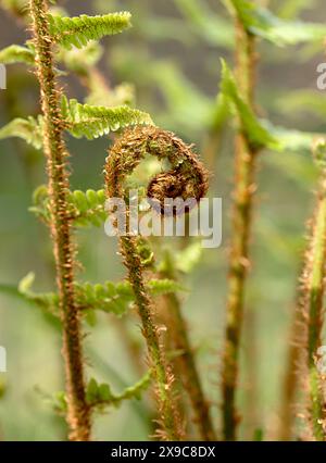 Photography of young fern sprout, leaves, natural, background, plant, botany, green, fiddlehead fern, season, rainforest, detail, young, spiral Stock Photo