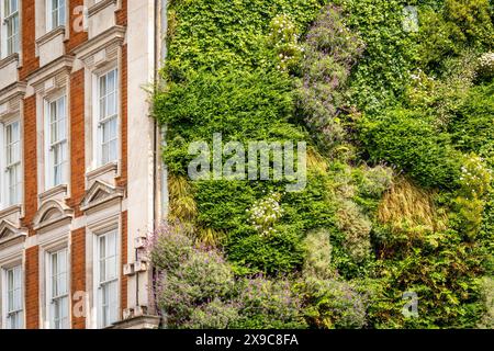 Old building with green, living side wall covered with various plants and flowers. Making cities greener with vertical gardening Stock Photo