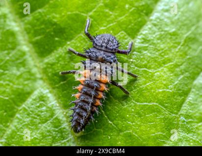 Closeup shot of ladybug larva on green leaf Stock Photo