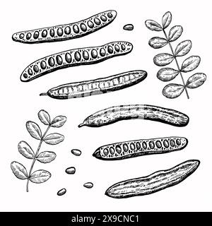 Set of carob pods with beens and leafs of carob tree. Vector illustration in engraving style isolated on white background. Stock Vector
