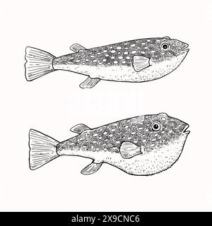 Puffer fish, fugu fish, Takifugu, black and white illustration in engraved style. Japanese food. Vector isolated elements for design. Stock Vector