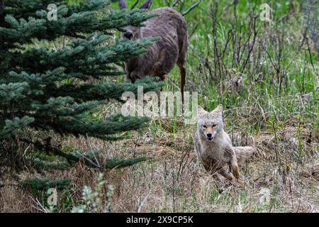 A coyote is chased by a mule deer at Inglewood Bird Sanctuary, Calgary, Alberta, Canada Stock Photo