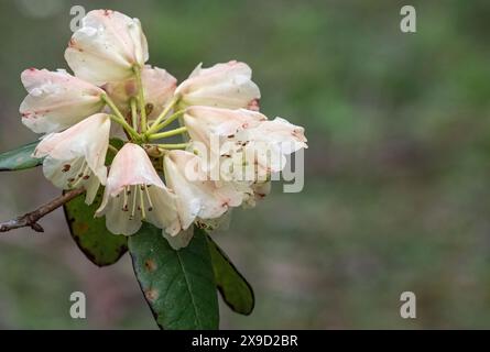 Rhododendron blooming in in the wild forest Stock Photo