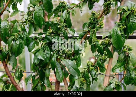 Closeup of peach leaf curl fungus disease Taphrina deformans affecting leaves. Stock Photo