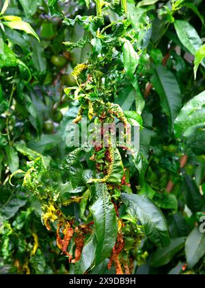 Closeup of peach leaf curl fungus disease Taphrina deformans affecting leaves. Stock Photo