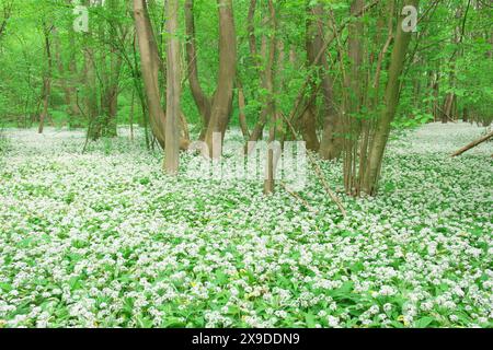 Wild garlic covers the floor of the Danube riparian forest in spring. Nationalpark Donau-Auen, Austria Stock Photo
