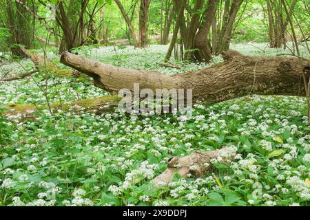 An impenetrable natural forest follows the Danube river between Vienna and Bratislava: the Donau-Auen National Park. Wild garlic cover the forest floo Stock Photo