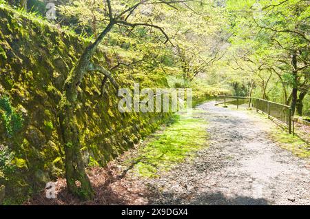 Hakone Nature trail around Lake Ashi in Hakone town, Kanagawa prefecture, Kanto, Japan. Stock Photo