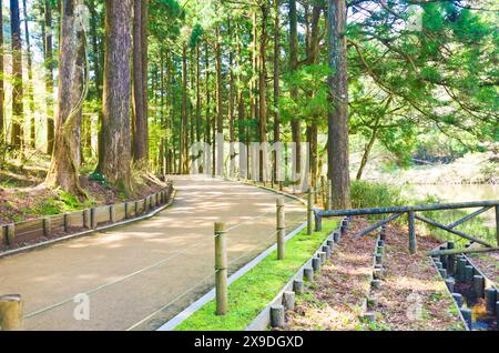 Hakone Nature trail around Lake Ashi in Hakone town, Kanagawa prefecture, Kanto, Japan. Stock Photo