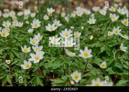 Natur Buschwindroeschen Bluehende Buschwindroeschen Anemonoides nemorosa. Die Anemonenart ist eine Pflanzenart aus der Gattung der Windroeschen Anemone in der Familie der Hahnenfussgewaechse Ranunculaceae. Der Bluehbeginn des Buschwindroeschens gilt als Beginn des Fruehlings. 9.3.2024 *** Nature Bush Anemone Blueing bush anemone Anemonoides nemorosa The anemone species is a plant species of the genus Anemone in the buttercup family Ranunculaceae The onset of flowering of the bush anemone is considered the beginning of spring 9 3 2024 Stock Photo