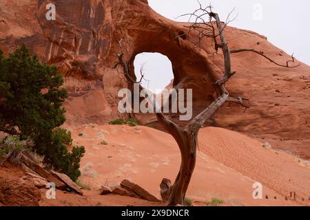 Dead tree trunk in front of a rock arch at Monument Valley Navajo Tribal Park. Arizona. USA. Stock Photo