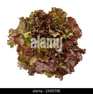 Red leaf lettuce. Individual light green to dark maroon-tipped frilly and pliable leaves growing straight up from a central stem and stiff center rib. Stock Photo