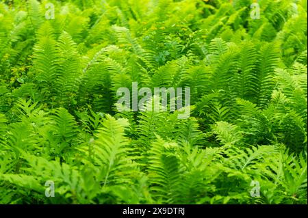 Lush green Ostrich Ferns, Matteuccia Struthiopteris, in a Sussex garden. Bright and fresh green growth. Stock Photo