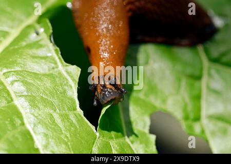 close up of the mouth of a eating slug, arion vulgaris on a lettuce leaf in the garden, Snail infestation in the vegetable patch Stock Photo