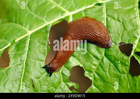 slug, arion vulgaris eating a lettuce leaf in the garden, snails damage leaves in the vegetable patch, pest on home-grown vegetables Stock Photo