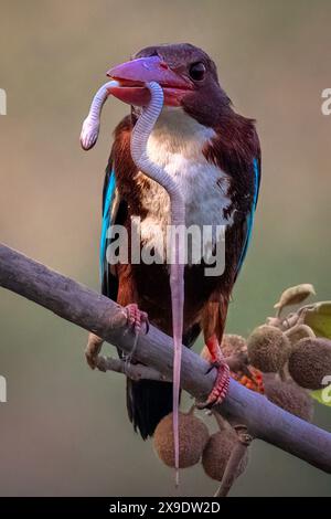 The snake in the kingfishers beak CHANDIGARH, INDIA AMAZING IMAGES of a brave kingfisher catching a snake as a snack have been captured.  Images show Stock Photo