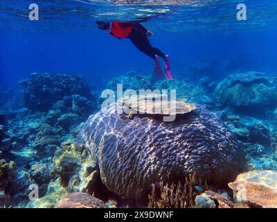 Indonesia Anambas Islands - Woman snorkeling in coral reef Stock Photo