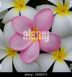 Batam Indonesia - Frangipani Plumeria Flowers Stock Photo