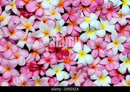 Indonesia Batam -  Frangipani Plumeria Flower Stock Photo