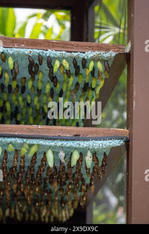 Vertical view of butterfly cocoons on breeding racks Stock Photo