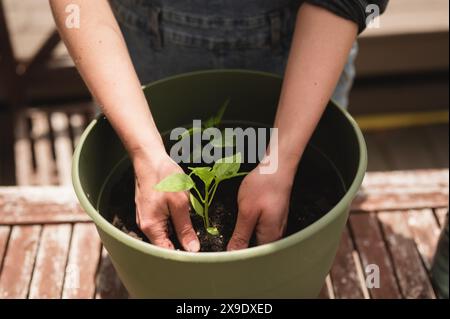 Person planting small pepper seedling plants into plastic planter pot Stock Photo