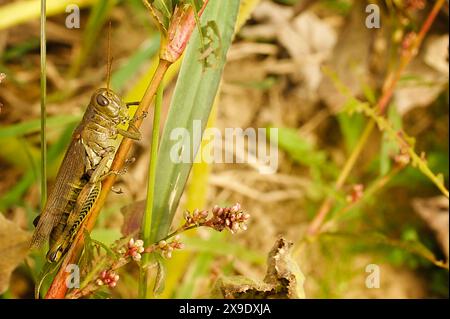 Green grasshopper resting on green blade of grass in field Stock Photo