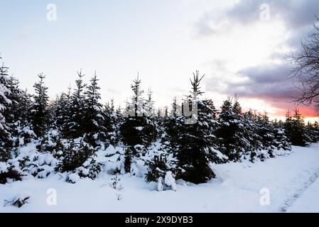 Snow-covered pine trees at sunset in a winter landscape. Stock Photo