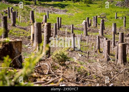 Clearing with Tree Stumps Due to Pest Infestation Management in the Thuringian Forest Stock Photo
