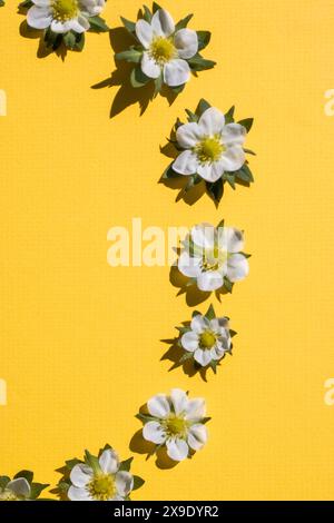 White flowers arranged in a curved line on a yellow background Stock Photo