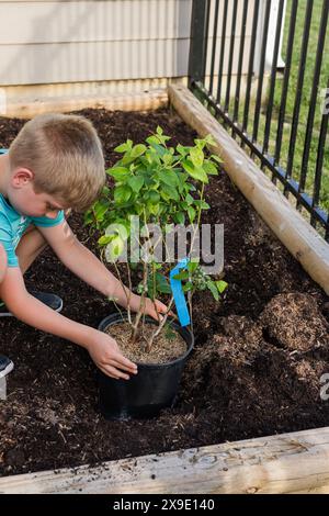 Boy planting a potted blueberry plant in a garden bed in the backyard Stock Photo