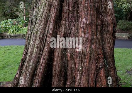 A closeup view of the rough bark the Dawn Redwood Metasequoia glyptostroboides tree growing in Trenance Gardens in Newquay in Cornwall in the UK. Stock Photo