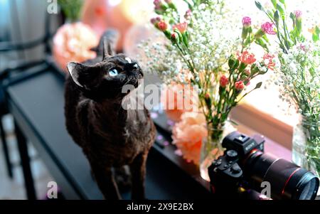 Black devon rax cat smelling flowers Stock Photo