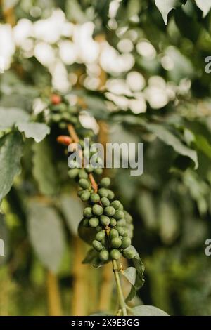 Coffee bean fruit on coffee farm in Hawaii Stock Photo