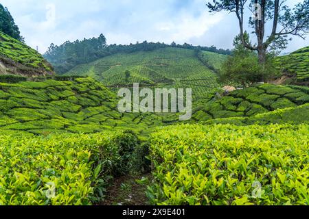 Munnar hill station and tea plantation in Kerala India. Stock Photo