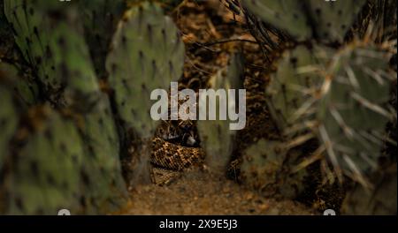 Agitated western diamondback rattlesnake shelters within the confines of a cactus and strikes an defensive posture in the Arizona desert. Stock Photo