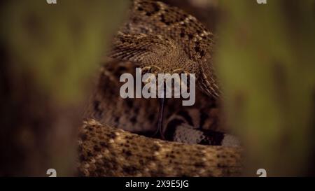 Western diamondback rattlesnake, coiled and ready to strike, in the Sonoran desert. Stock Photo