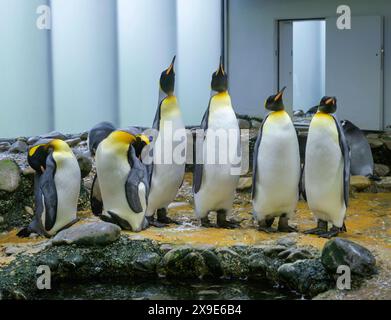 Königspinguine, Zoo, Binningerstraße, Basel, Schweiz *** King penguins, Zoo, Binningerstrasse, Basel, Switzerland Stock Photo