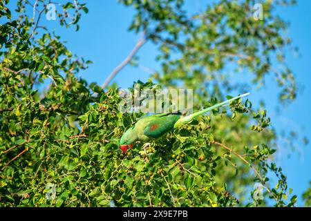 Emerald-collared parrakeet (Psittacula calthorpae, male) feeds on fruits like Juneberry (Amelanchier), winter bird plumage. Now it's a synanthropic bi Stock Photo