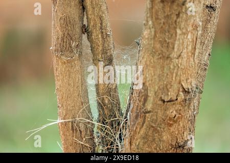 A spider's web on tree branches at Nairobi National Park in Kenya Stock Photo