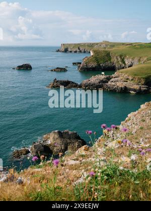 Looking towards St Govan's Head on the Pembrokeshire Coast Path coastline summer landscape on the Stackpole Estate, Pembrokeshire Wales UK Stock Photo