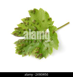 Single grape leaf infected with blister mite isolated on white background close up Stock Photo