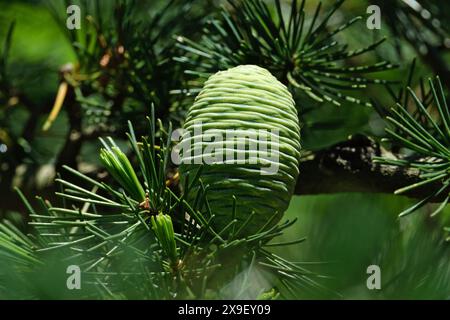 evergreen tree branch with cone of cedar (cedrus deodara) Stock Photo