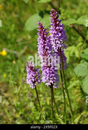 Common Spotted Orchids, Dactylorhiza fuchsii, Orchidaceae. Totternhoe Knolls, Bedfordshire, UK Stock Photo